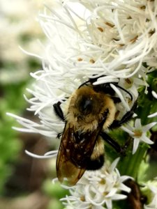 Bumblebees visiting gayfeather Liatris spicata ('Floristan White') photo