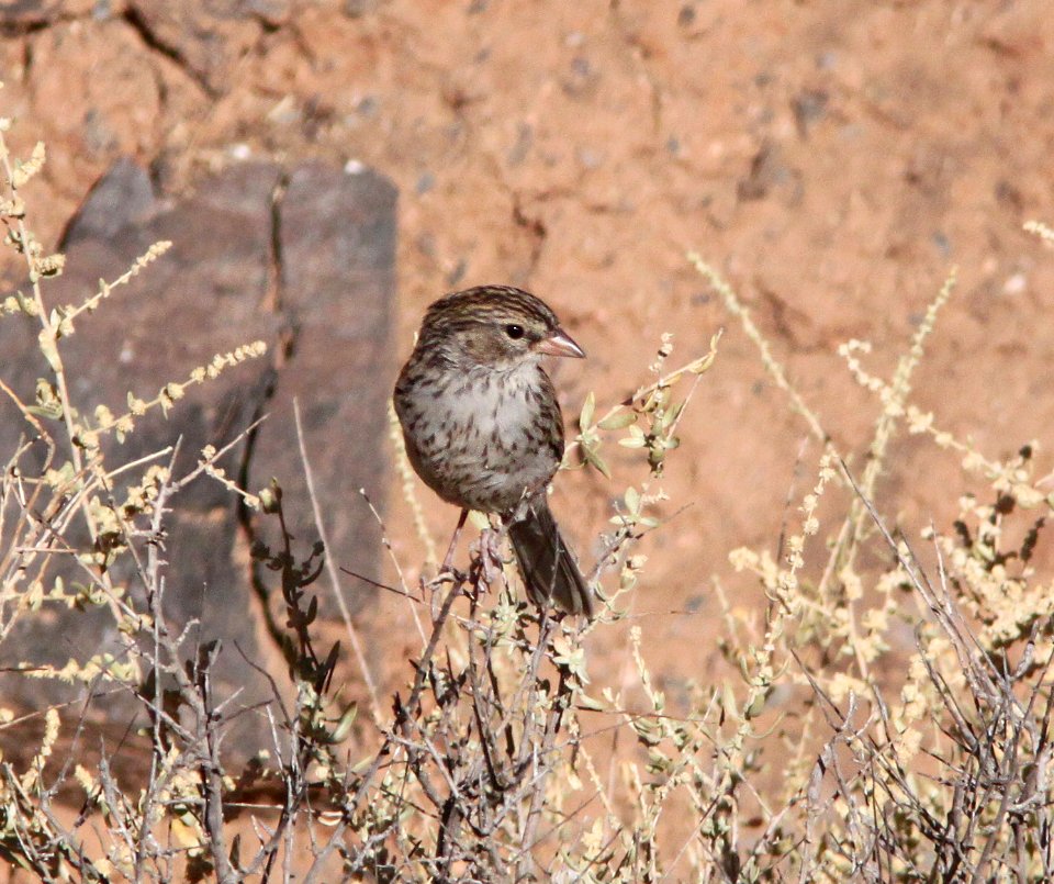 SPARROW, CHIPPING (9-20-09)  juv, quail springs -02