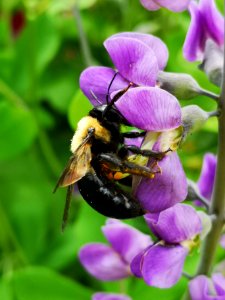 Bee pollinating false indigo (Baptisia) flowers photo
