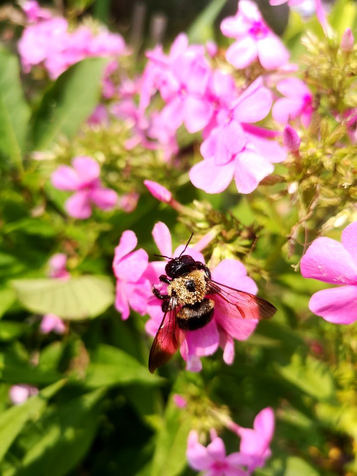 Carpenter bee Xylocopa virginica visiting Phlox paniculata