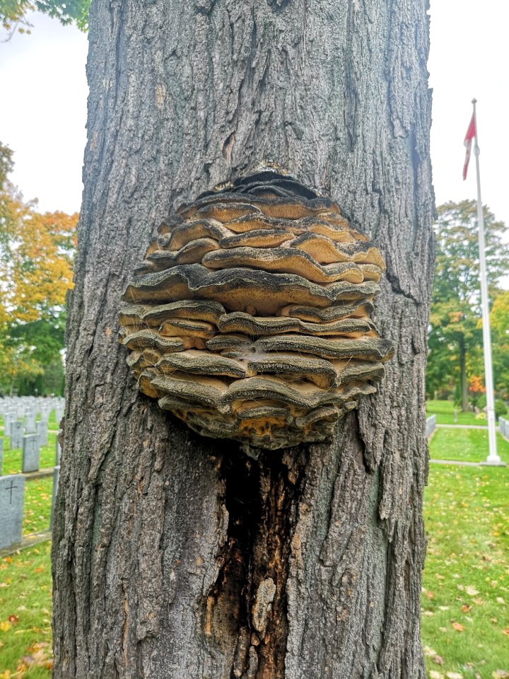 Fungus on maple tree