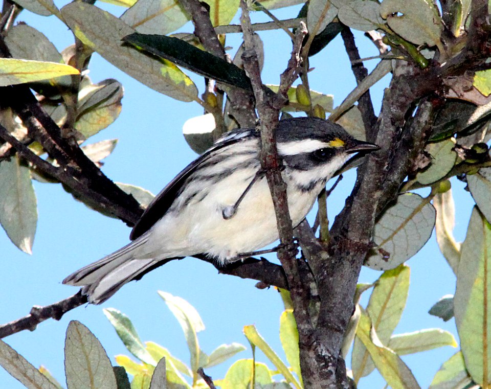 WARBLER, BLACK-THROATED GRAY (9-18-09) oceano, slo co, ca -01