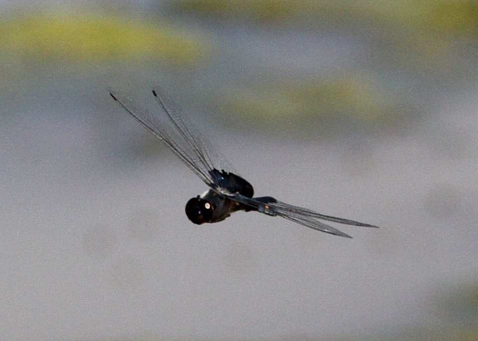 SADDLEBAGS, BLACK (tramea lacerata) (8-29-09) estero bluffs. slo co, ca -02