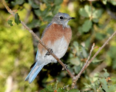 BLUEBIRD, WESTERN (9-21-09) female, cottonwood springs, carrizo n m , slo co, ca -04