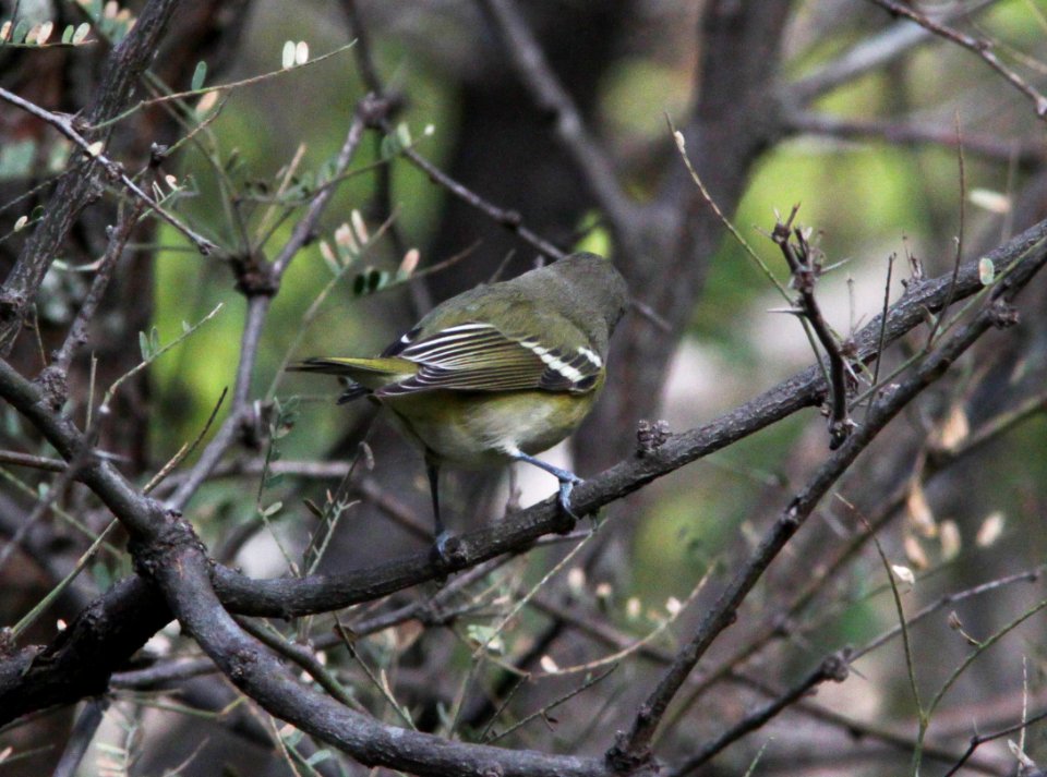 VIREO, CASSIN'S (10-25-10) blue haven rd, patagonia, scc, az -02