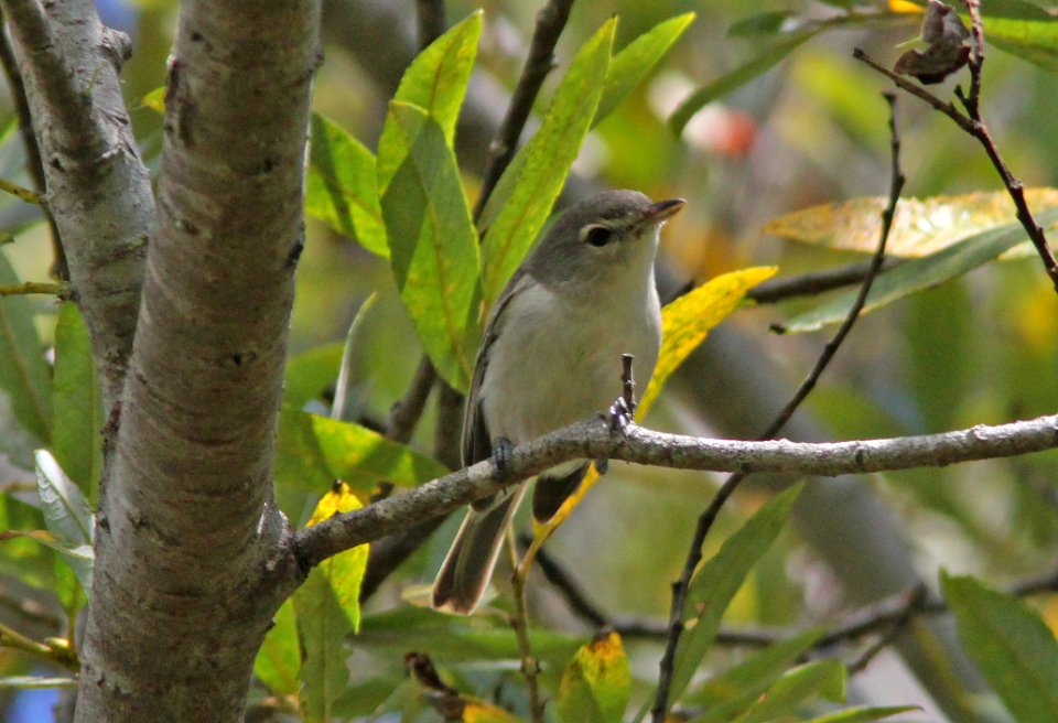 VIREO, LEAST BELL'S (9-13-09) pecho willows, los osos, slo co, ca -01