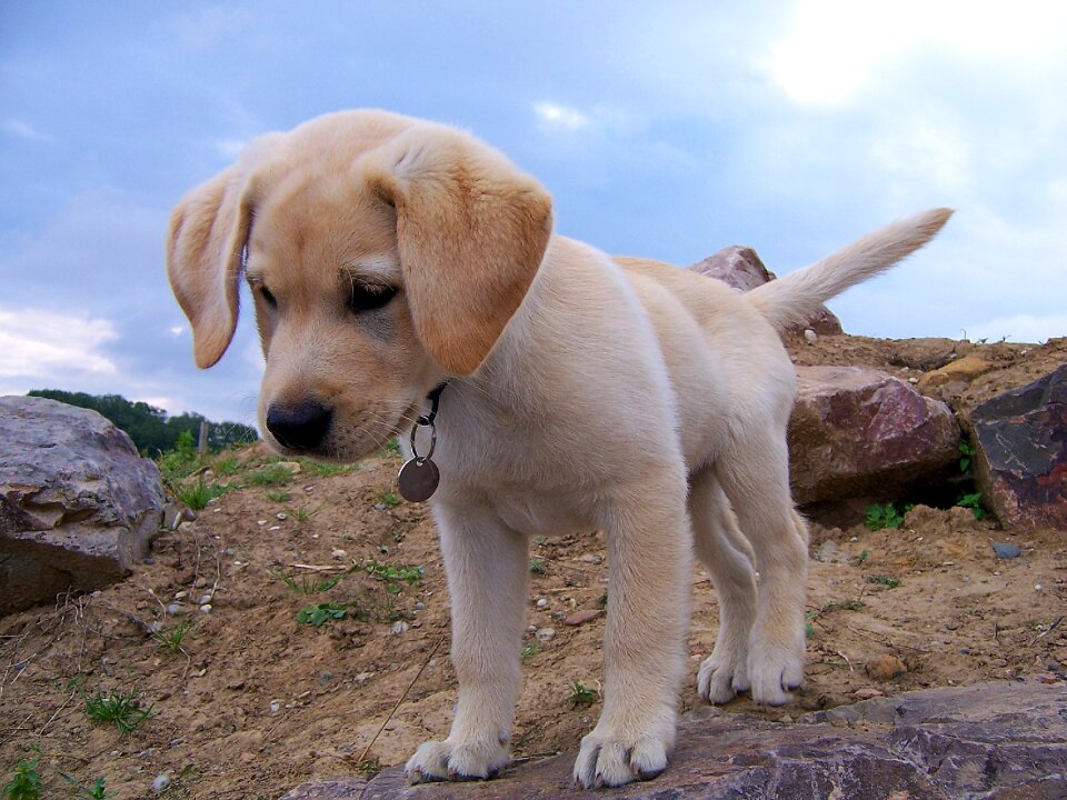 Animal cute labrador