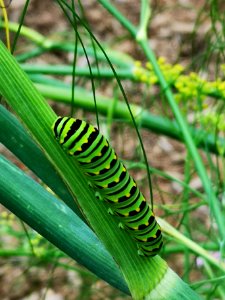 Black swallowtail butterfly caterpillar on fennel (Foeniculum vulgare) host plant