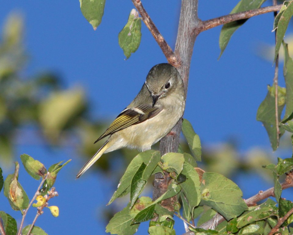 KINGLET, RUBY-CROWNED (11-1-10) patagonia lake, scc, az -01