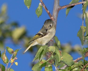 KINGLET, RUBY-CROWNED (11-1-10) patagonia lake, scc, az -01