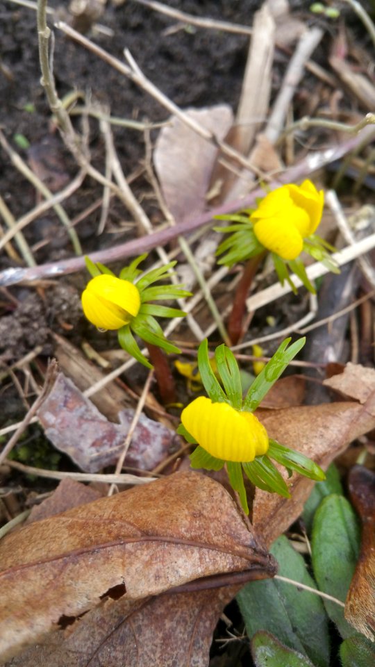 Eranthis hyemalis blooming since March 19