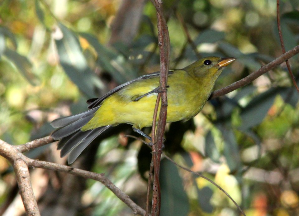 TANAGER, WESTERN (9-15-09) fem, pecho willows, los osos, slo co, ca -01
