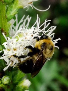 Bumblebee on white liatris photo