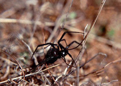 BLACK WIDOW SPIDER