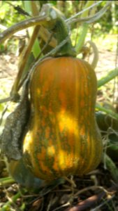 Honeynut squash ripening. Much worse mildew than last year's Trombocino