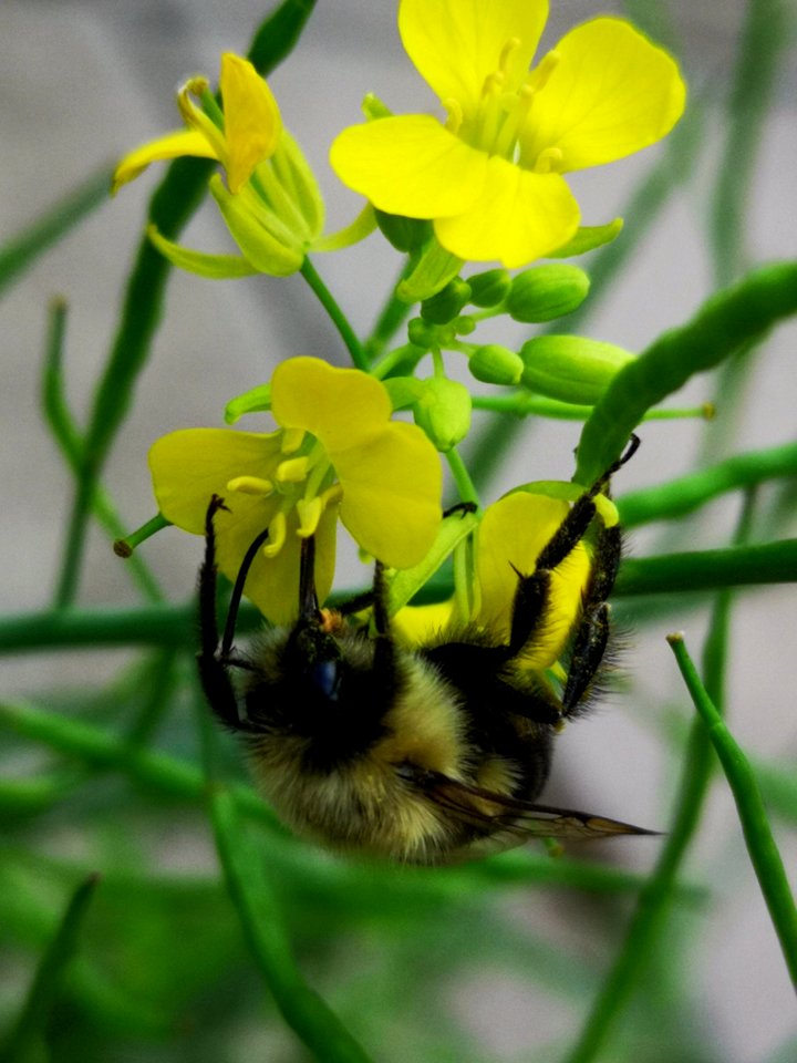 Bee visiting mustard Brassica juncea