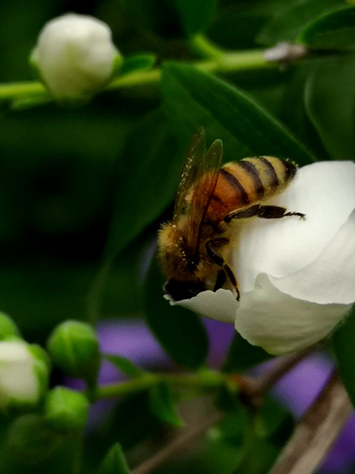 Honeybee in mockorange