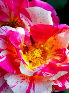 Striped rose Rosa Candy Land