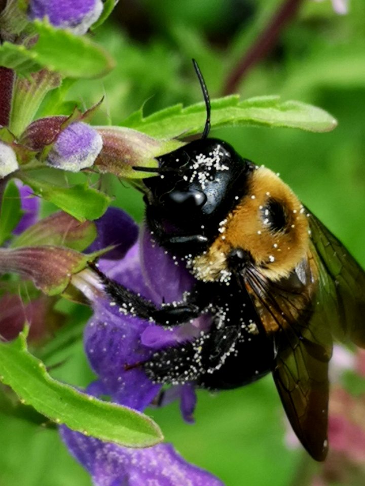 Carpenter bee Xylocopa virginica covered with pollen nectar robbing flowers of dragonhead Dracocephalum moldavica