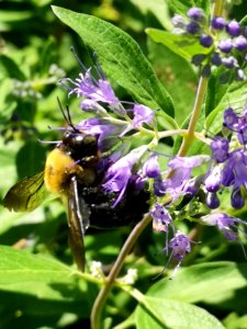 Carpenter bee visiting bluebeard photo