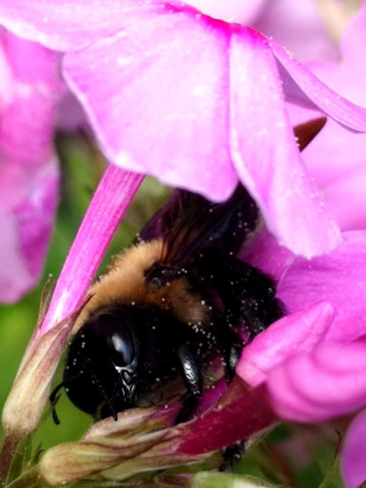 Carpenter bee (Xylocopa) with pollen nectar robbing Phlox paniculata