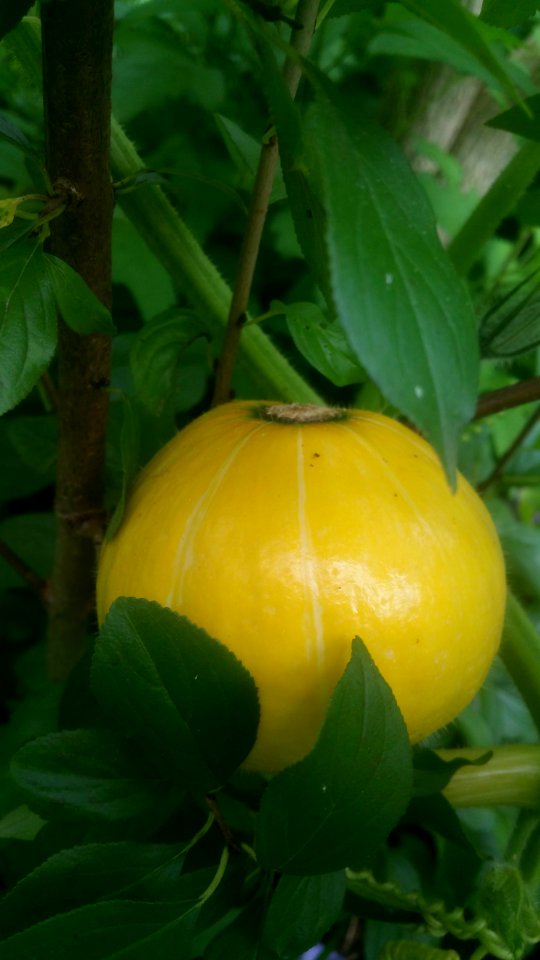 Gold Nugget Cucurbita  maxima. Bad squash borers
