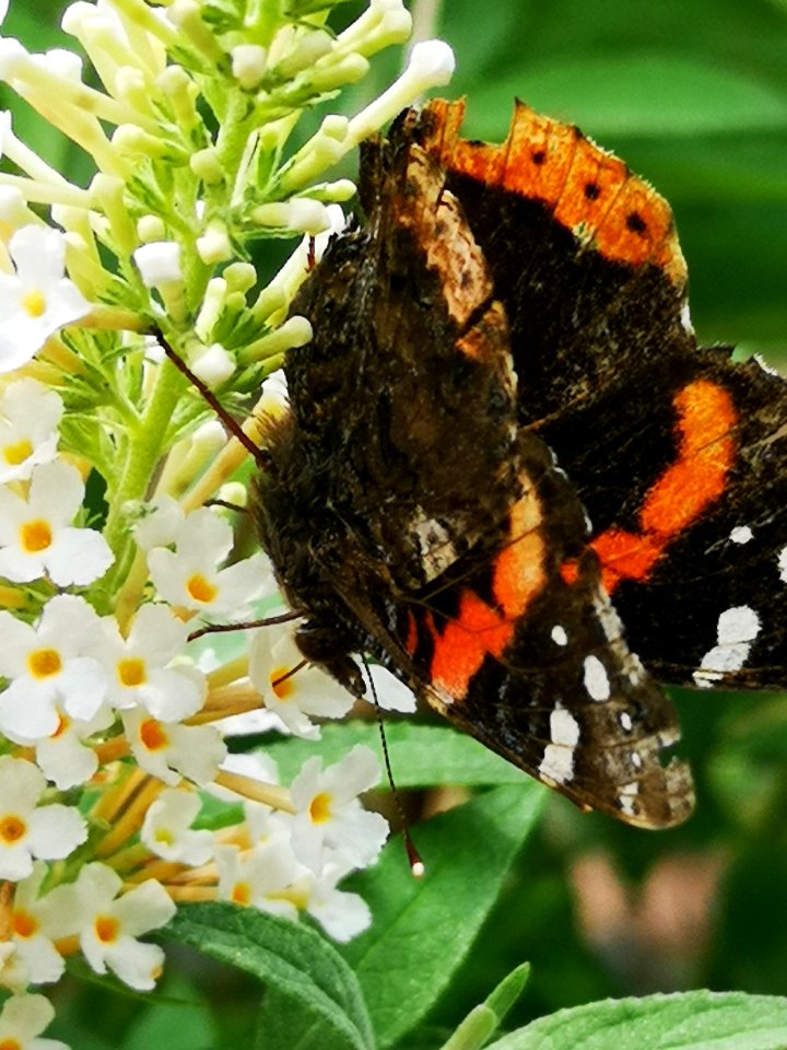 Red admiral butterfly (Vanessa atalanta) visiting butterfly bush Buddleja