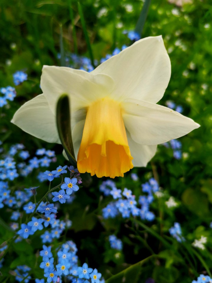 Narcissus Salome with forget me not