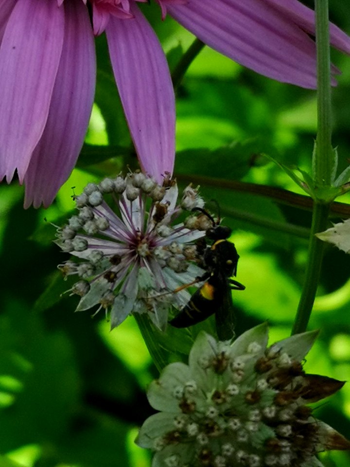 Bee or fly on masterwort (Astrantia major 'Florence')