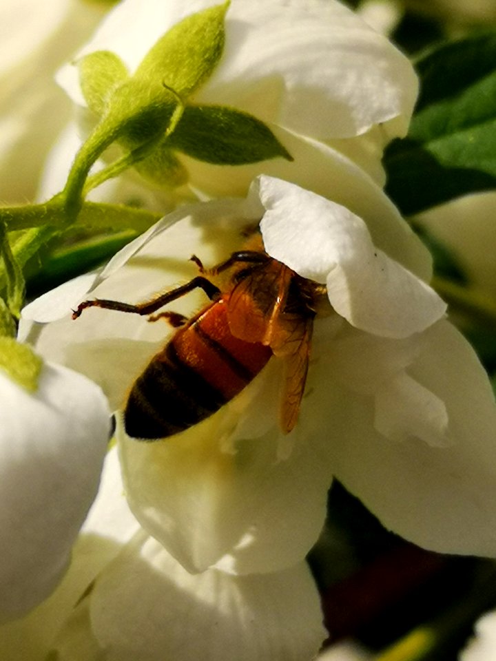 Honeybee visiting mockorange (Philadelphus viginalis'Snowbelle')