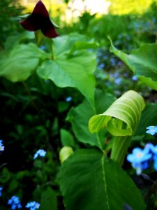 Trillium, jack in the pulpit, forget-me-not