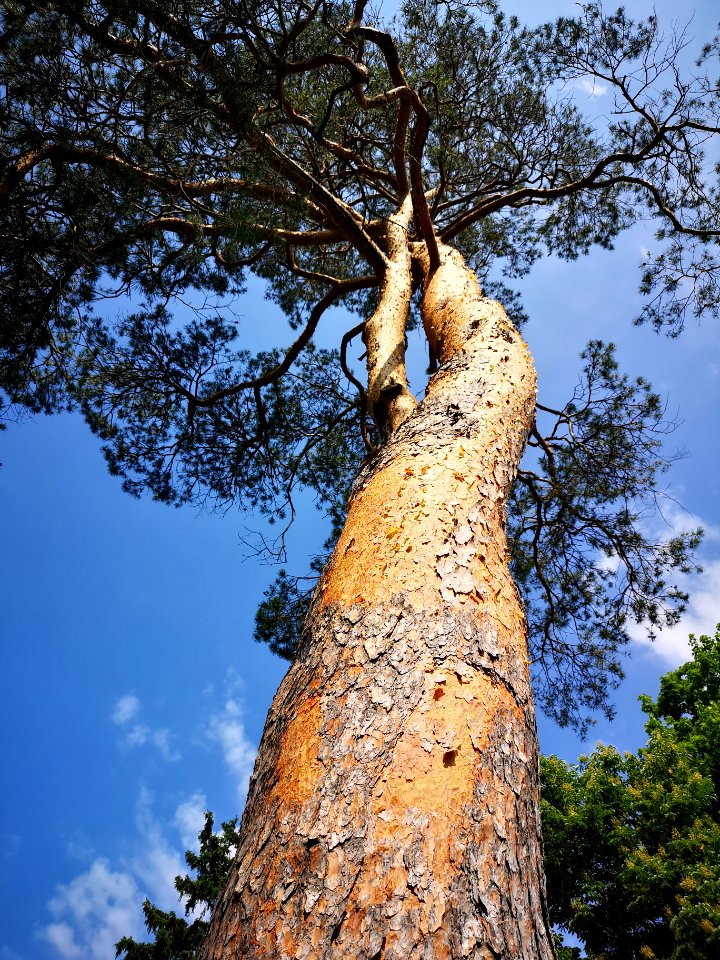 Scots pine (Pinus sylvestris)
