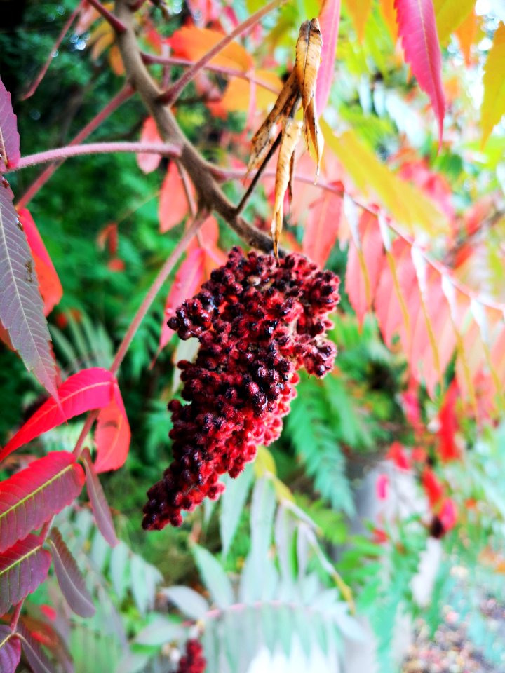 Staghorn sumac. Rhus typhina