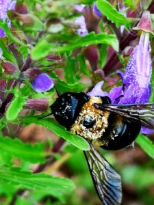 Carpenter bee (Xylocopa virginica) visiting flowers of dragonhead (Dracocephalum moldavica), with pollen