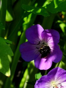 Black bee on Geranium Azure Rush photo