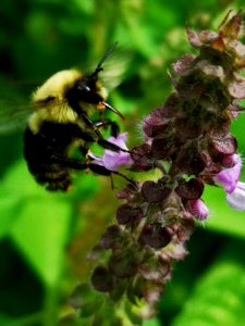 Bumblebee visiting holy basil Ocimum tenuiflorum