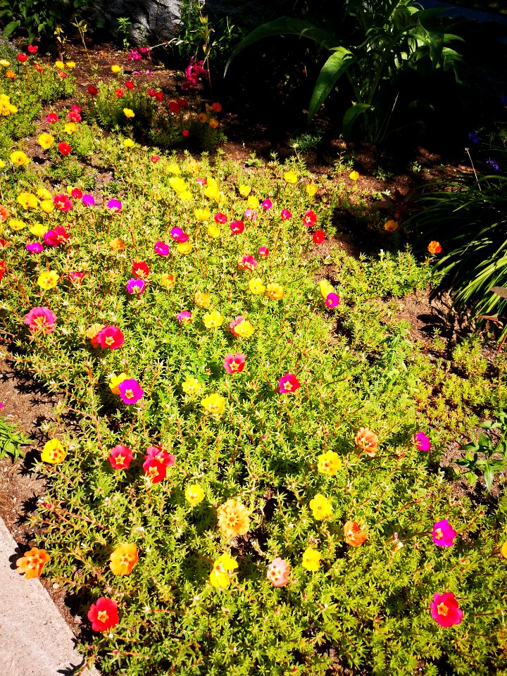 Moss rose Portulaca