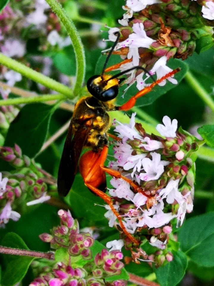 Great golden sand digger wasp (Sphex ichneumoneus) visiting oregano (Origanum vulgare)