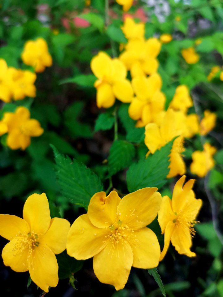 Kerria japonica Honshu