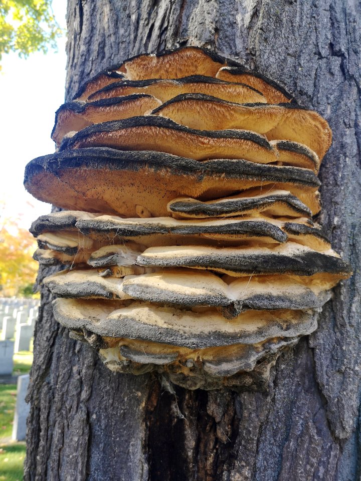 Another maple with that kind of fungus