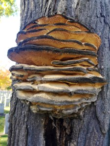 Another maple with that kind of fungus