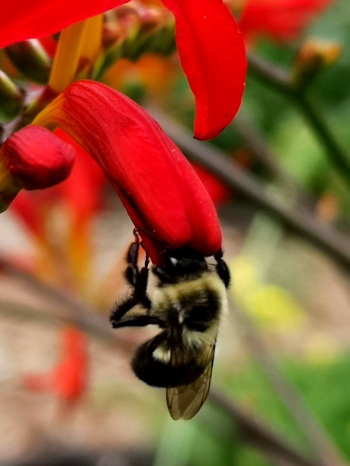 Bumblebee visiting Crocosmia x curtonus 'Lucifer'