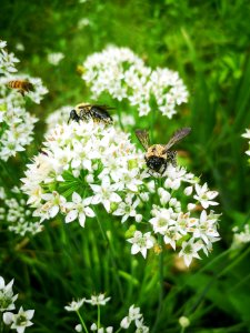 Carpenter bee Xylocopa virginica covered in pollen visiting flowers of garlic chives Allium tuberosum