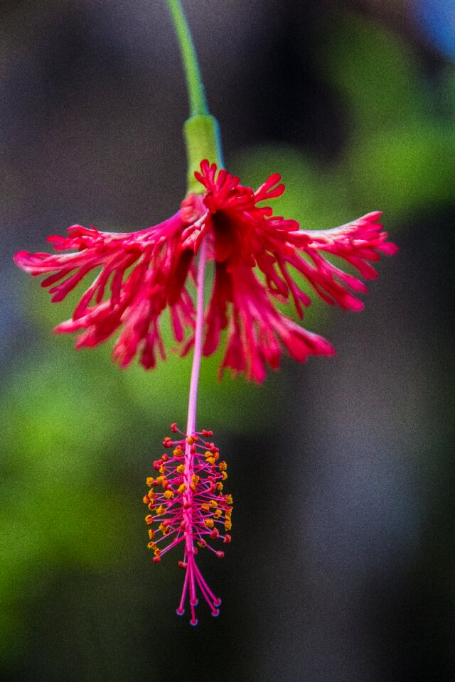 Tropics pink cuba