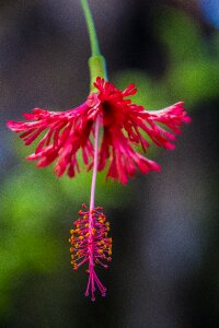 Tropics pink cuba
