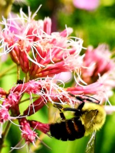 Bumblebee visiting Joe Pye weed Eupatorium