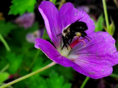 Bumblebee visiting cranesbill Geranium Azure Rush