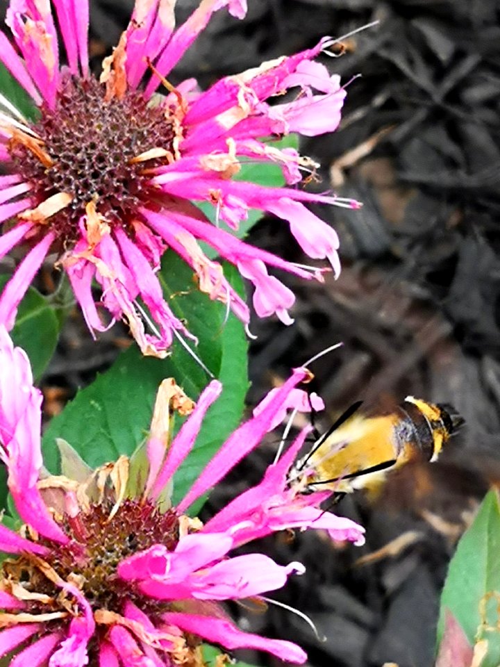 Snowberry clearwing moth (Hemaris diffinis) visiting bee balm (Monarda didyma 'Balmy Pink')