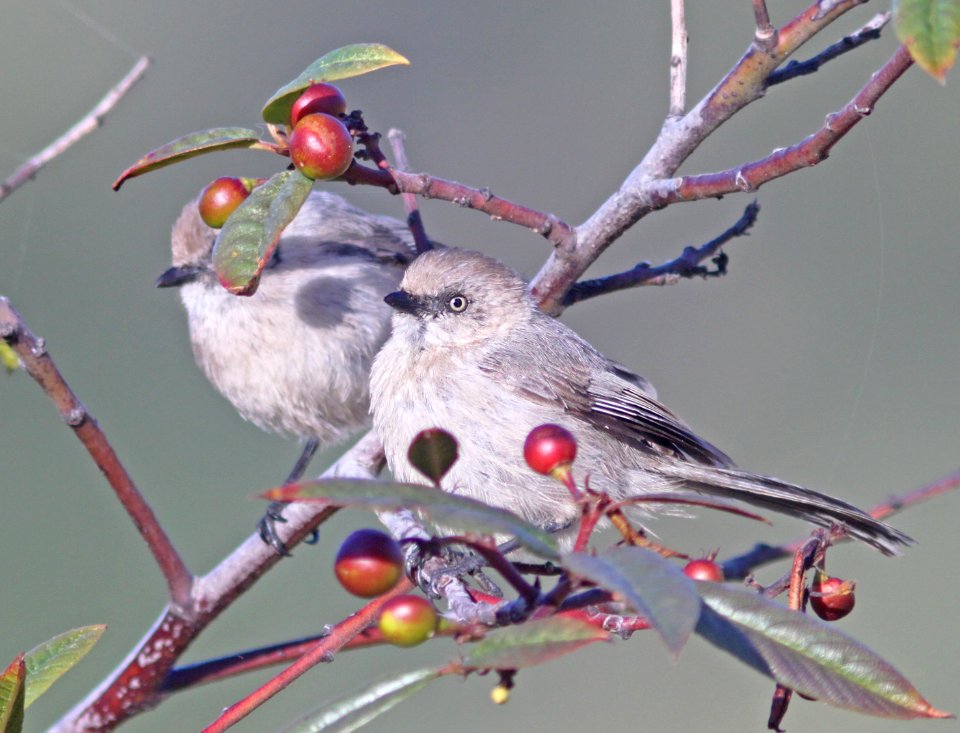 BUSHTIT, COMMON (7-14-09) female, morro bay, slo co, ca -05