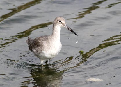 WILLET (9-4-09) -02